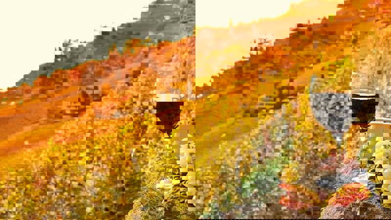 Bolstering burgundy Premium Fine Wine.JPG