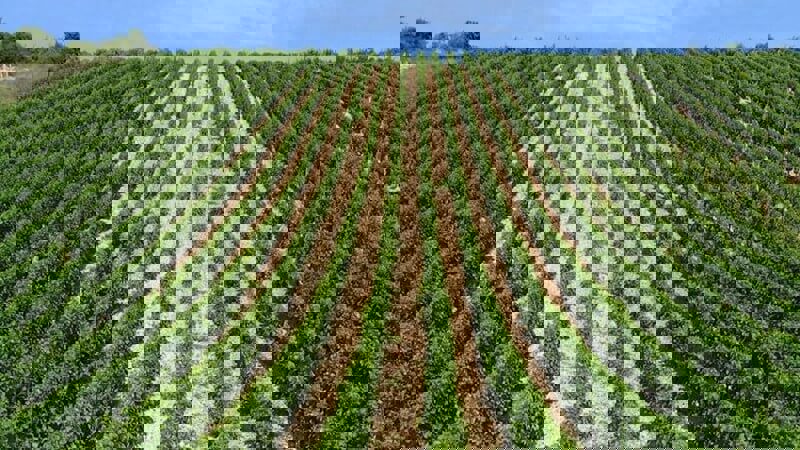 The Loire Valley Wine Vineyard.JPG