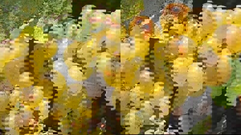 Riesling Grape What's not to love.JPG