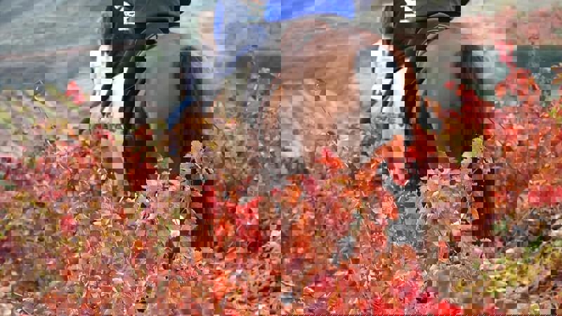 Don Jacobo Vineyard.JPG