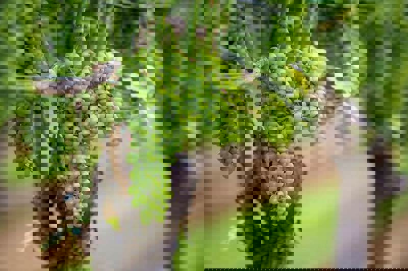 Wine Grapes on Vine.JPG