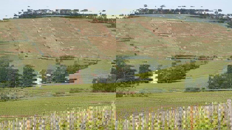 Beaujolais Wine Region Vineyard.JPG