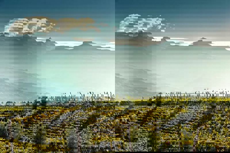 Vineyard Organic.JPG