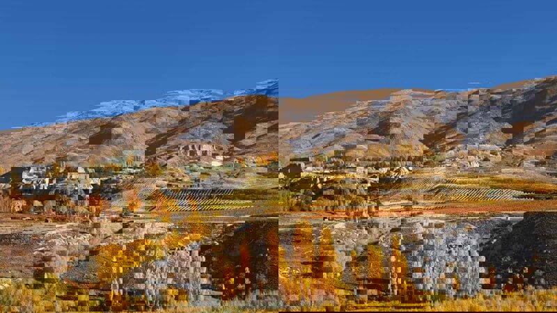 New Zealand Vineyard.JPG