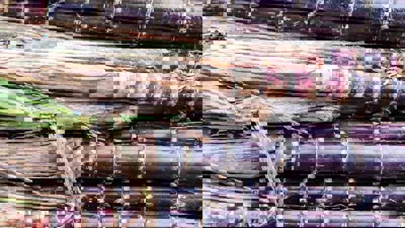 Rum is on the rise!.JPG