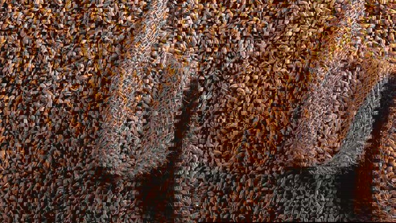 Whisky Whiskey brochure grain.JPG