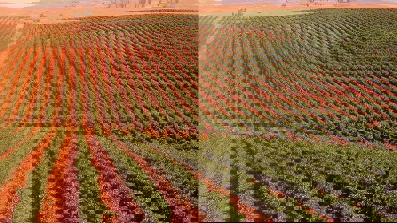 Quinta das Arcas Vineyard.JPG