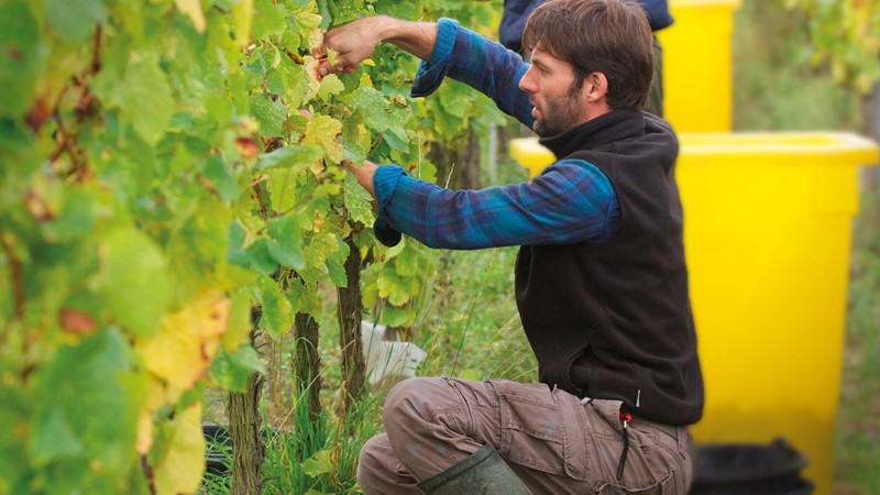 picking grapes for winemaking
