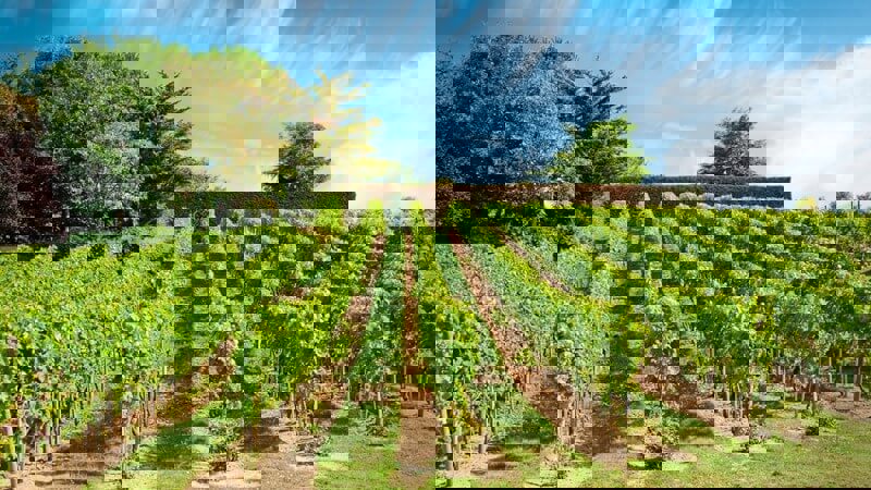 Chenin Blanc Loire Vineyard.jpg